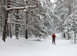 w lesie zimą na nartach jedzie kobieta