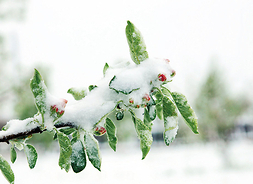 Gałązka kwitnącego drzewa owocowego przykryta warstwą śniegu