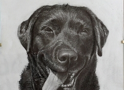 relaistyczny portret psa labradora