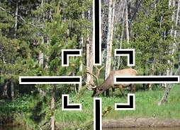 Celownik nałożony na zdjęcie jelenia na polanie leśnej
