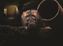 Szczur przodem na podłodze w wilgotnym podziemiu, obok pustej rury kanalizacyjnej