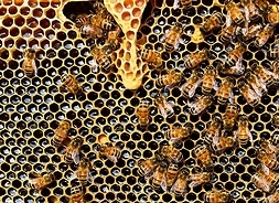 Plaster miodu na którym siedzi sporo pszczół