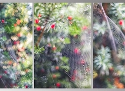Trzy zdjęcia pajęczyn z ogrodem w tle