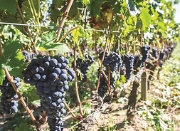 Dojrzałe grona winogron wiszące na winorośli
