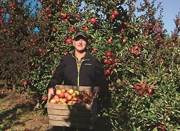 Rolnik na tle sadu, trzymający w dłoniach drewnianą skrzynkę pełną dojrzałych jabłek