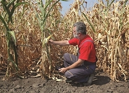 Zdjęcie przedstawia rolnika klęczącego na ziemi, oglądającego zbiory kukurydzy