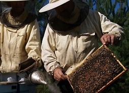 Pszczelarz wyjmuje ramkę z plastrem miodu z ula