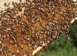 Ramka z plastrem miodu i pszczołami