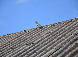 gołąb na dachu pokrytym eternitem