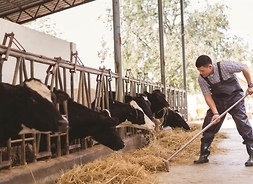 Mężczyzna w stroju roboczym nabiera na widły siano dla krów stojących w zagrodach w oborze