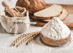 Kompozycja: kromki chleba, miseczki z mąką i ziarnami, kłosy zbóz