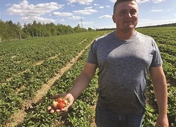 Plantator z truskawkami na wyciągniętej dłoni, stojący na tle uprawy truskawek