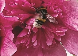 kwiat malwy w nim pszczoła obsypana pyłkiem