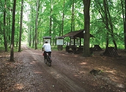 W lesie na rowerze jedzie mężczyzna, po bokach ścieżki widać tablice edukacyjne