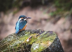 Nieduży ptaszek siedzi na kamieniu porśniętym mchem. W tle brzeg rzeki