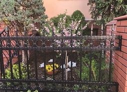 kwiaty w ogródku otoczonym metalowym ogrodzeniem