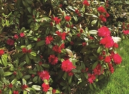 różaneczniki kwitną w ogródku