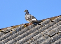 Gołab na dachu zawierającym niebezpieczny azbest