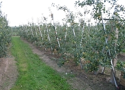 rzędy jabłonek w sadzie w powiecie grójeckim