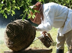 Mężczyzna w stroi pszczelarza odymiający pszczoły za pomocą specjalnego urządzenia. Zdjęcie w plenerze