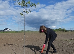 Janina Ewa Orzełowska kopie w ziemi łopatą, sadząc drzewko na polu.