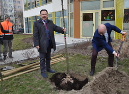 drzewko sadzą marszałek i prezydent Płocka