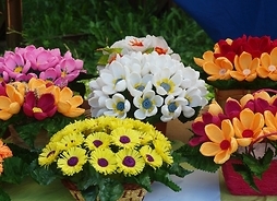 zdjęcie kwiaty