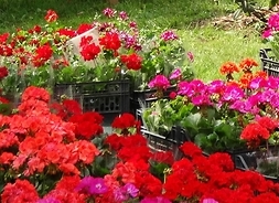 Plastikowe skrzynki pełne kwiatów m.in. róż i storczyków