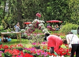 Zdjęcie przedstawia stoiska z kwiatami balkonowymi oraz osoby uczestniczące w imprezie