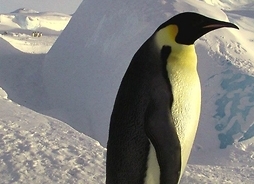 Pingwin na tle góry lodowej