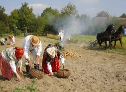 Grupa ludzi w chłopskich strojach z ubiegłego stulecia zbiera z ziemi ziemniaki
