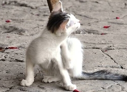 Kot rasy europejskiej Fot. Monika Guzowska