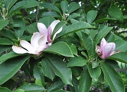 Magnolia Fot. Monika Guzowska